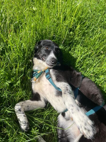 Aira, stubenreine Kuschelpartnerin, 5 J.