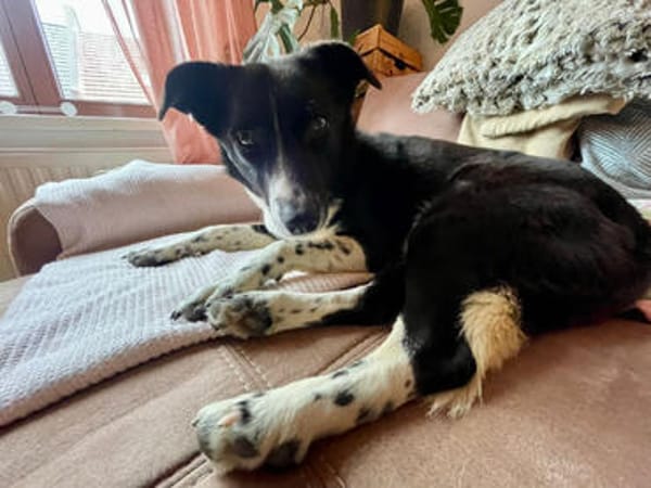 Aira, stubenreine Kuschelpartnerin, 5 J.