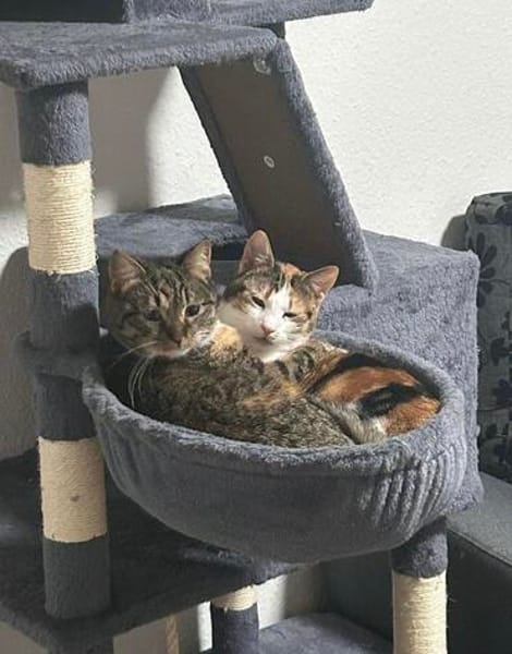 Pina und Nina aus dem Tierschutz