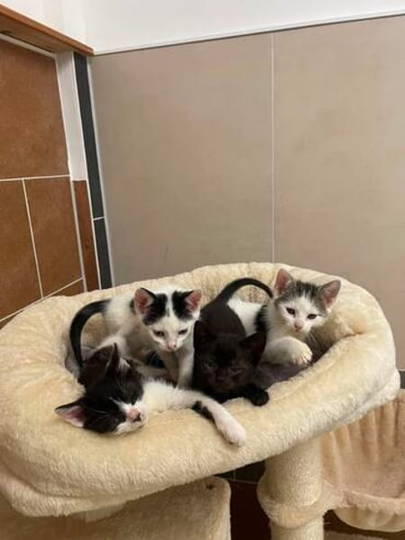 Elli, Heidi, Dobby u. Paulchen