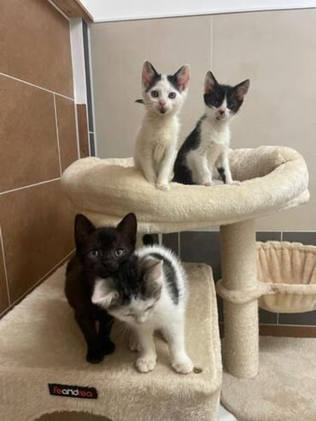 Elli, Heidi, Dobby u. Paulchen