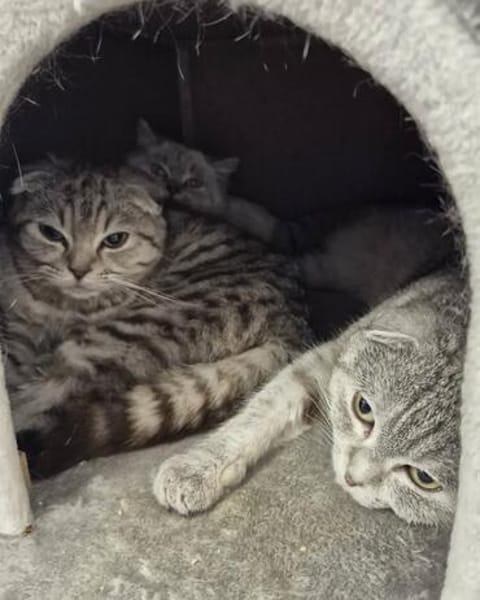 Arthur, Koda u. Rocky