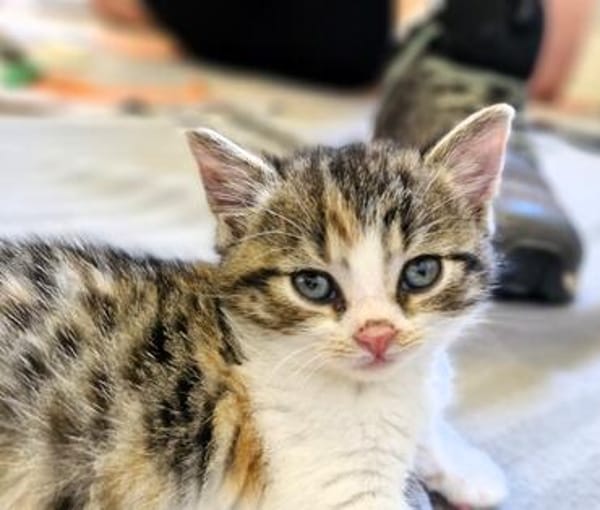 Katzenkind PIPPI