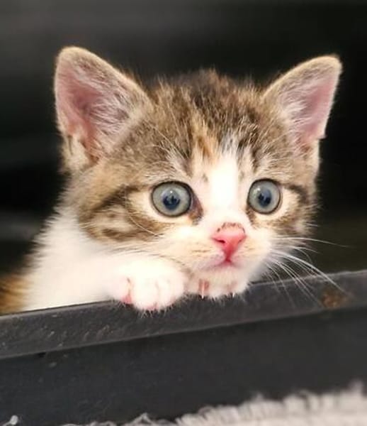 Katzenkind PIPPI