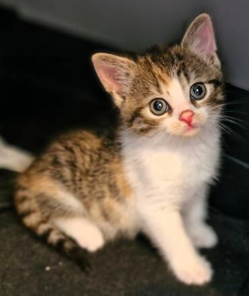 Katzenkind PIPPI