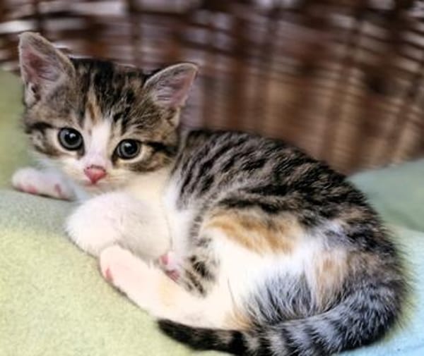Katzenkind PIPPI