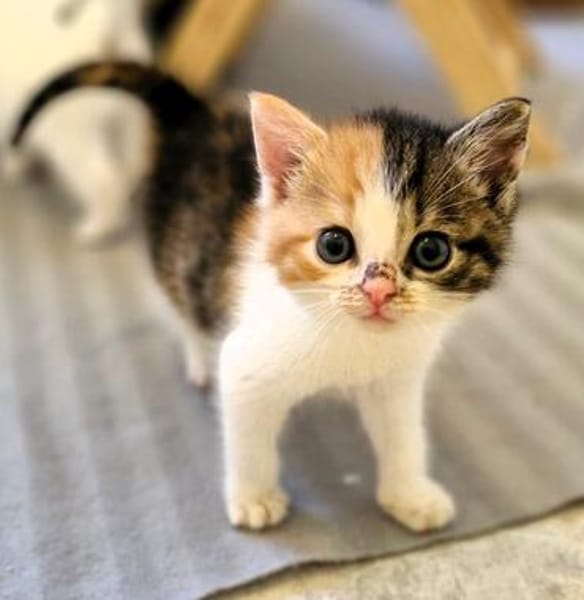 Katzenkind POPPI