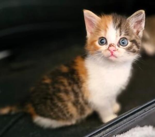 Katzenkind POPPI