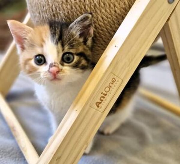 Katzenkind POPPI