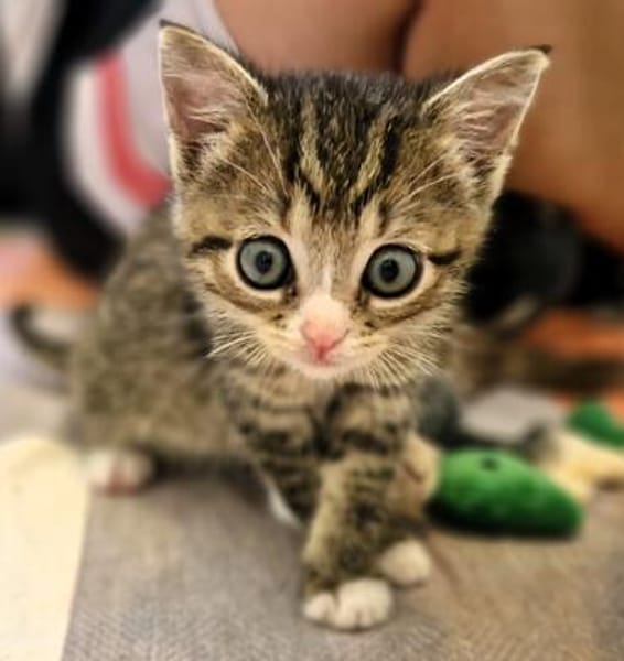 Katzenkind PIPPA