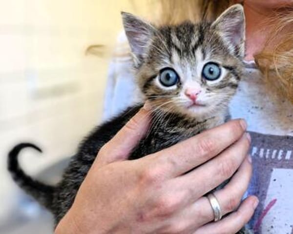 Katzenkind PIPPA
