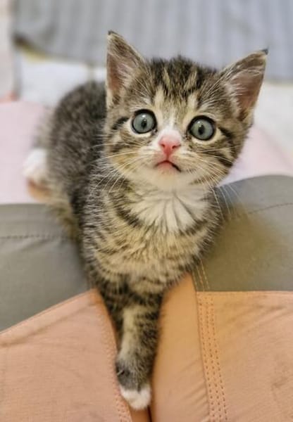 Katzenkind PIPPA