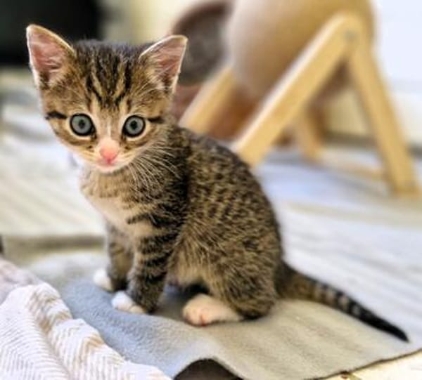 Katzenkind PIPPA