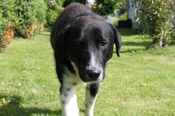 Samu - Lustiger Jungspunt sucht Dich