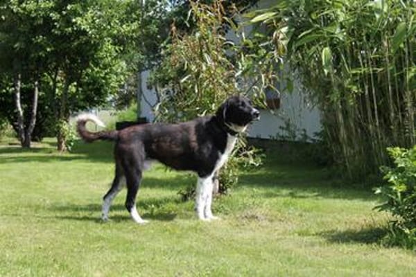 Samu - Lustiger Jungspunt sucht Dich