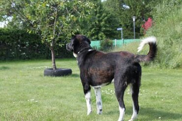 Samu - Lustiger Jungspunt sucht Dich