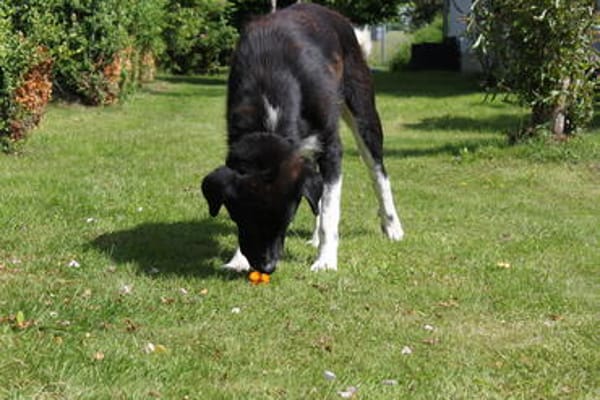 Samu - Lustiger Jungspunt sucht Dich