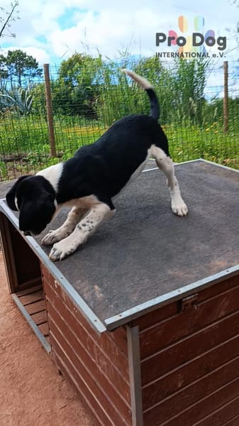 Hundekind Karlsson auf Pflegestelle