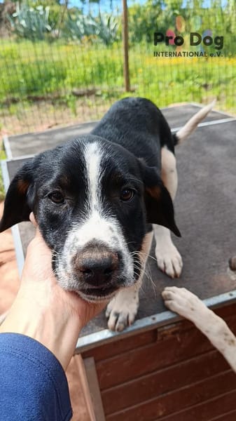 Hundekind Karlsson auf Pflegestelle