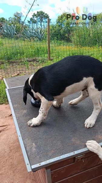 Hundekind Karlsson auf Pflegestelle