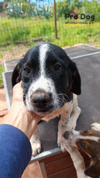 Hundekind Karlsson auf Pflegestelle
