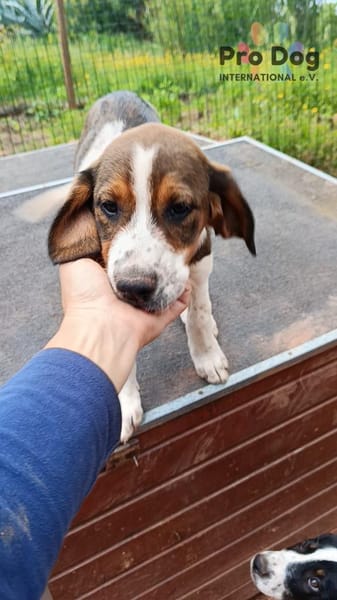 Hundekind Karla auf Pflegestelle