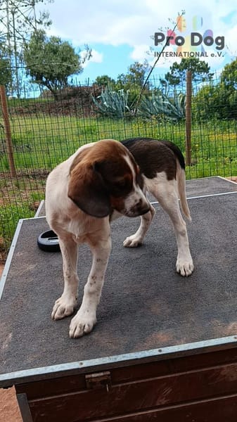 Hundekind Karla auf Pflegestelle