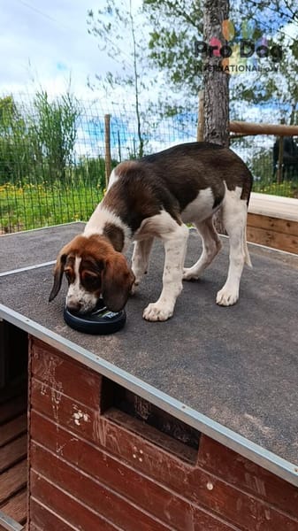 Hundekind Karla auf Pflegestelle