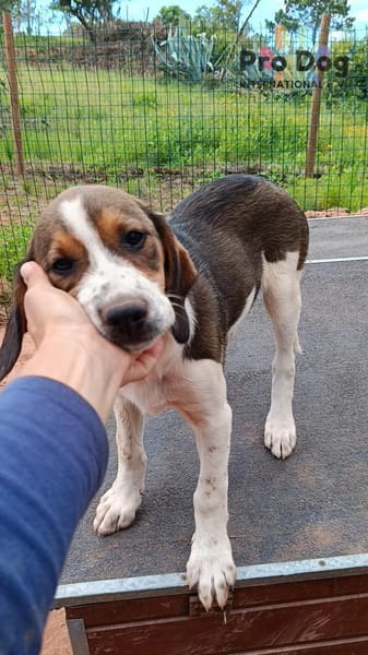 Hundekind Karla auf Pflegestelle