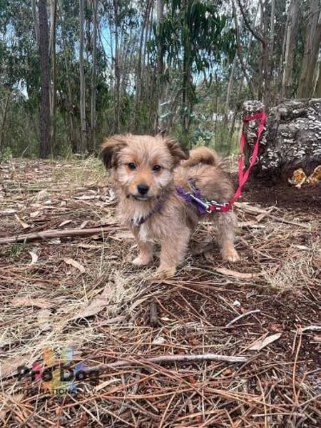 Hundebaby Stan auf Pflegestelle