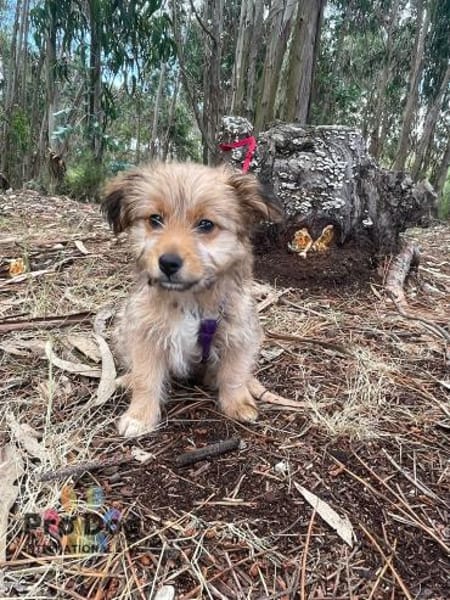 Hundebaby Stan auf Pflegestelle