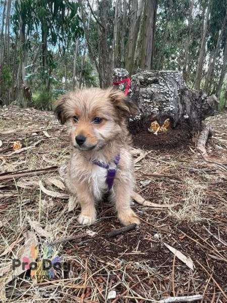 Hundebaby Stan auf Pflegestelle