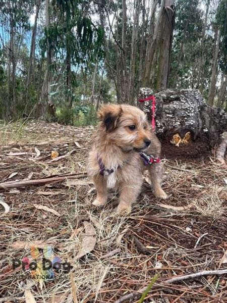 Hundebaby Stan auf Pflegestelle