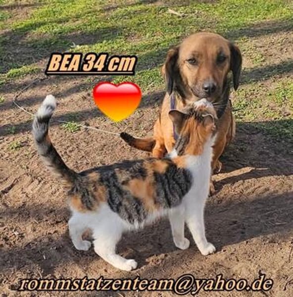 Bea - eine wundervolle, sensible Hündin