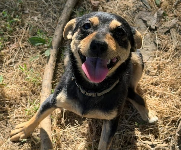 TIKKA