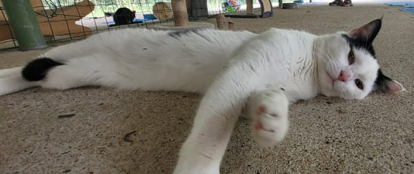 BISCUIT