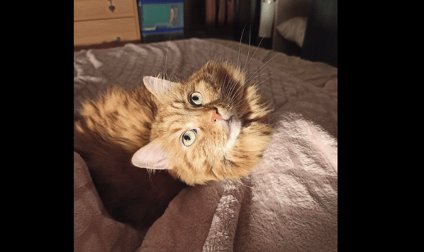 MAMAMIA