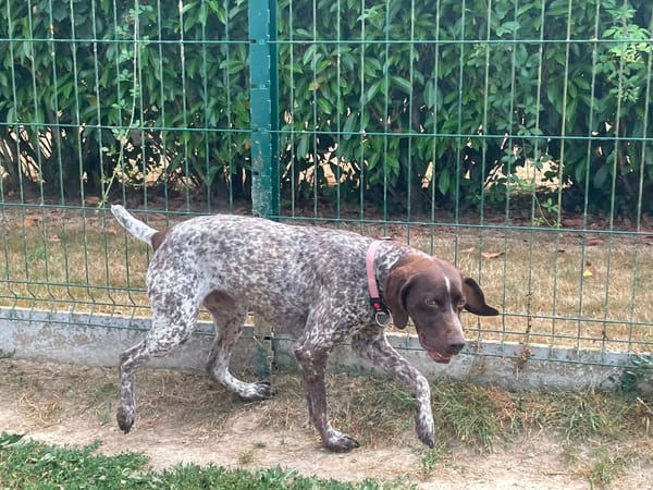 CHOUQUETTE à trouvé sa famille