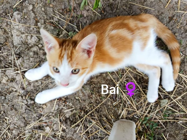BOUCHON et BAI