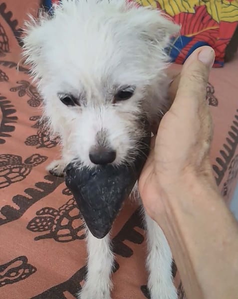Lili Puce, la bouille d'amour