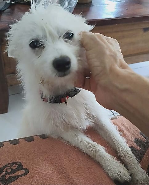 Lili Puce, la bouille d'amour