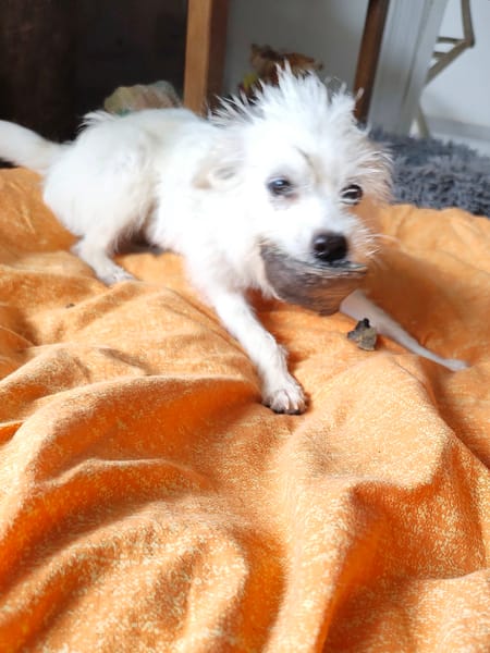 Lili Puce, la bouille d'amour
