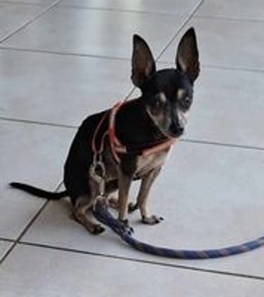 Ziggy, l'adorable petit Pinscher