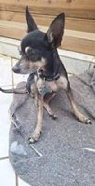 Ziggy, l'adorable petit Pinscher