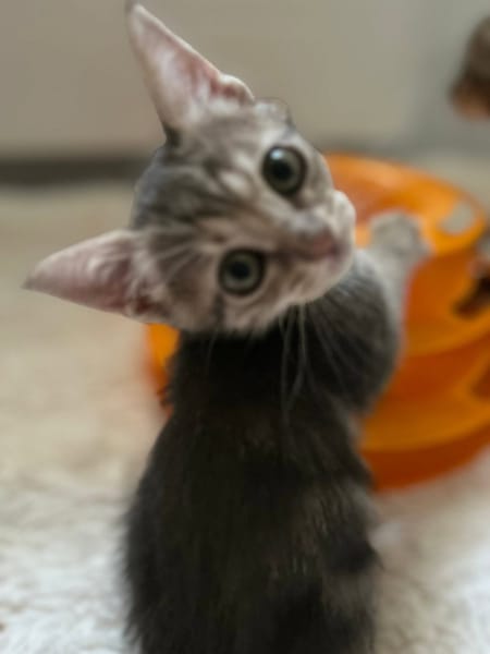 PHOEBE