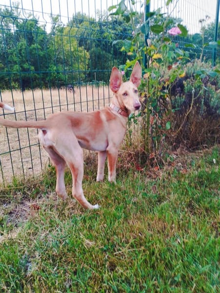 MAGGIE, magnifique chiot podenca femelle