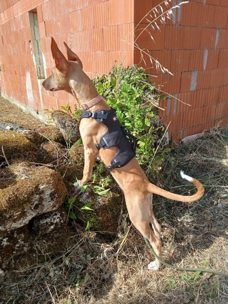 MAGGIE, magnifique chiot podenca femelle