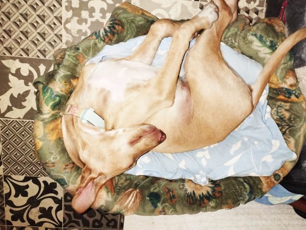 MAGGIE, magnifique chiot podenca femelle