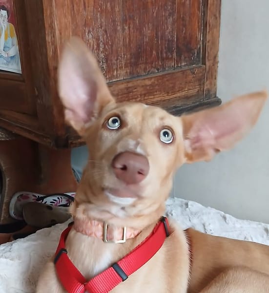 MAGGIE, magnifique chiot podenca femelle