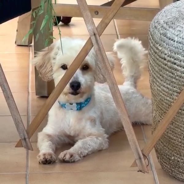 ✨️ QORMI ✨️ 🐶